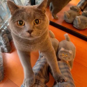 Lovely Cartoon Kitty Plush Slippers - Modakawa Modakawa